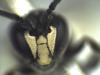 Hylaeus communis